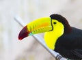 Colored Toucan. Keel Billed Toucan