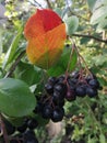 Black berries on an autumn tree