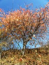 Colored tree in the Transylvanian's mountains