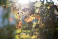 colored trees in the autumn sunshine Royalty Free Stock Photo