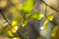 Colored trees in the autumn sunshine Royalty Free Stock Photo