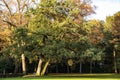 Colored trees in the park in autumn. Fall forest landscape Royalty Free Stock Photo