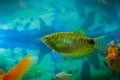 Colored tropical fish in an aquarium