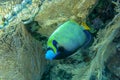 Colored tropical fish Emperor Angelfish among huge soft corals Alcyonacea Gorgonia Gorgonacea. Pomacanthus imperator in Red Sea.