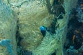 Colored tropical fish Emperor Angelfish among huge soft corals Alcyonacea Gorgonia Gorgonacea. Pomacanthus imperator in Red Sea.