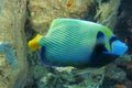 Colored tropical fish Emperor Angelfish among huge soft corals Alcyonacea Gorgonia Gorgonacea. Pomacanthus imperator in Red Sea. Royalty Free Stock Photo