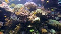 Colored tropical oceanfish float between algae at the bottom of the ocean.