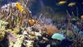 Colored tropical oceanfish float between algae at the bottom of the ocean.