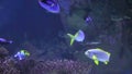 Colored tropical oceanfish float between algae at the bottom of the ocean.