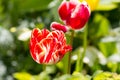 Colored tulips on a beautiful spring in a flower bed Royalty Free Stock Photo