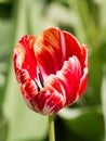 Colored tulips on a beautiful spring in a flower bed Royalty Free Stock Photo