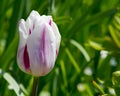 Colored tulips on a beautiful spring in a flower bed Royalty Free Stock Photo