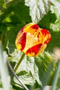 Colored tulips on a beautiful spring in a flower bed Royalty Free Stock Photo