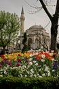 Colored tulips and Blue Mosque is in the back, at Istanbul Tulips Festival, Turkey Royalty Free Stock Photo