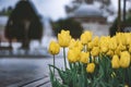 Colored Tulips in the city