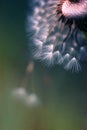 Colored macro of dandelion blowball that partly lost its umbrellas