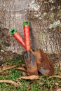 Colored and used small garden shovels - mud dirt - gardening home