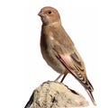 The colored vector illustration of Asian crimson-winged finch white background , Rhodopechys sanguineus