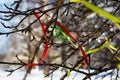Colored wish ribbons tied on the branches of a tree Royalty Free Stock Photo