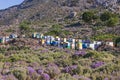 Colored wooden hives among thyme flowers