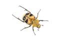 Colored yellow bug on a white background Royalty Free Stock Photo