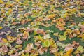 Colored yellow and orange autumn maple leaves on grass