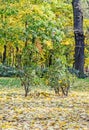 Colored yellow orange trees in autumn time, leaves, blue sky