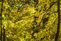 Colored yellow orange trees in autumn time, leaves, blue sky