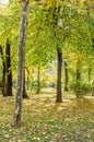 Colored yellow orange trees in autumn time, leaves, blue sky