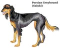 Colorfed decorative standing portrait of Persian Greyhound Salu