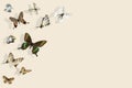 Colorfu swallowtail butterflies in flight and shadows on Set Sail Champagne background, 3d illustration Royalty Free Stock Photo