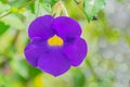 The colorfuf of Bush ,Clock Vine,flower,Thunbergia erecta,Acant