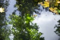 Colorful abstract background formed by green plants and dry leaves partially immersed in water Royalty Free Stock Photo