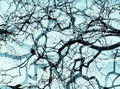 Colorful abstract background tree branches