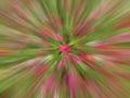 Colorful abstract illustration background with pink zinnia flower motion in the center. Digital illustration backgrounds.