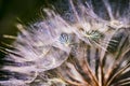 Colorful abstract nature background - dandelion flower fluffy seeds extreme closeup, soft focus, dark background Royalty Free Stock Photo