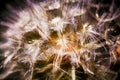 Colorful abstract nature background - dandelion flower fluffy seeds extreme closeup, soft focus, dark background Royalty Free Stock Photo