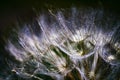 Colorful abstract nature background - dandelion flower fluffy seeds extreme closeup, soft focus, dark background Royalty Free Stock Photo
