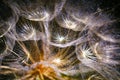 Colorful abstract nature background - dandelion flower fluffy seeds extreme closeup, soft focus, dark background Royalty Free Stock Photo