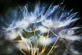 Colorful abstract nature background - dandelion flower fluffy seeds extreme closeup, soft focus, dark background Royalty Free Stock Photo