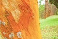 Colorful abstract pattern of ancient eucalyptus tree bark in natural blurred backgrounds, fantastic of moss and lichen multicolor