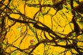 Colorful, abstract pattern of mineral in a polarizing micrograph. Royalty Free Stock Photo