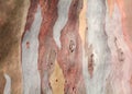 Colorful abstract pattern texture of Eucalyptus tree bark. Royalty Free Stock Photo