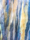 Colorful abstract pattern texture of Eucalyptus tree bark Royalty Free Stock Photo