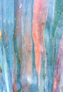 Colorful abstract pattern texture of Eucalyptus tree bark Royalty Free Stock Photo