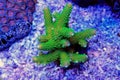 Colorful Acropora SPS coral in reef aquarium tank