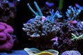 Colorful Acropora SPS coral in reef aquarium tank