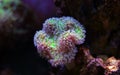 Colorful Acropora SPS coral in reef aquarium tank Royalty Free Stock Photo