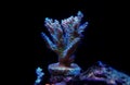 Colorful acropora SPS coral in reef aquarium tank