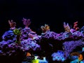 Colorful acropora SPS coral in reef aquarium tank